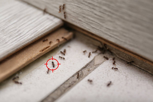 Best Mosquito Control Services  in Bainbridge, GA